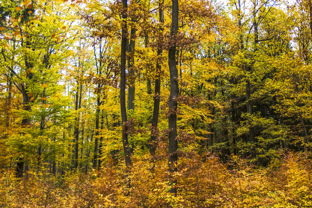  Roble en colores otoñales con bonitos árboles en tonos dorados en el bosque en República Checa
 - Foto, imagen