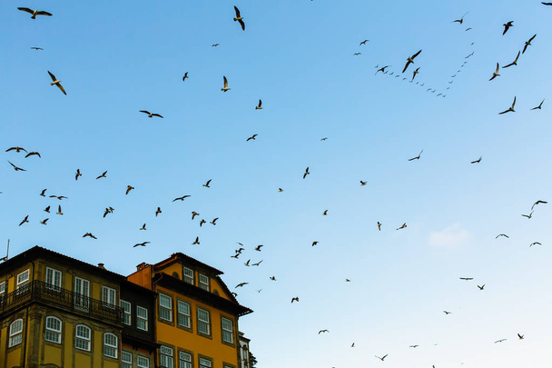 Flocks of seagulls over the old town roofs in Porto, Portugal. - Fotó, kép