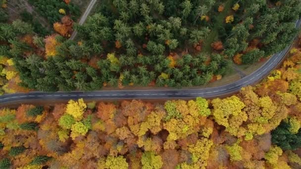 Camino a través de un bosque otoñal - vista aérea, imágenes de aviones no tripulados
 - Metraje, vídeo