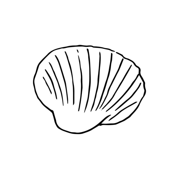 Set of various beautiful mollusk sea shells, sketch illustration. isolated. Realistic hand drawn outlines of seashells. Ocean fauna. aquatic. rapana, conch, kauri, oyster, spiral clam mollusk - Вектор, зображення