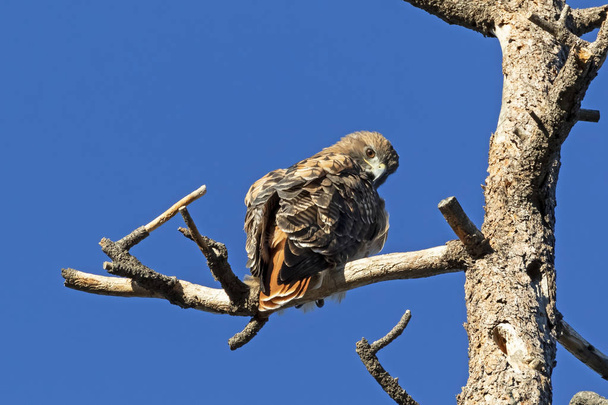 Hawk at tree limb perch - Photo, Image