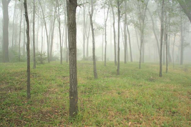 bosque en la niebla - Foto, imagen
