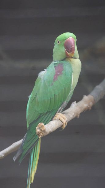 Il pappagallo alessandrino, noto anche come pappagallo alessandrino, è un pappagallo di medie dimensioni appartenente al genere Psittacula della famiglia Psittacidae.
 - Foto, immagini