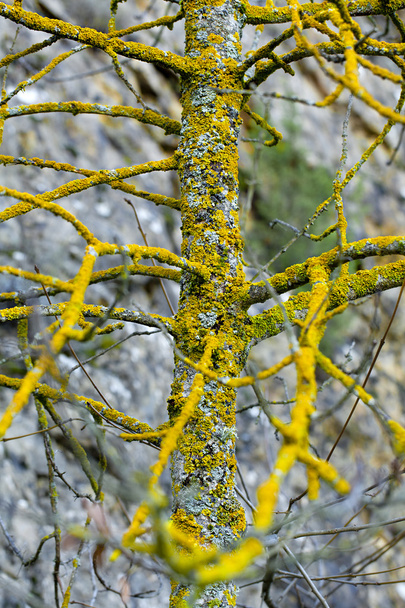 Árbol amarillo
 - Foto, imagen