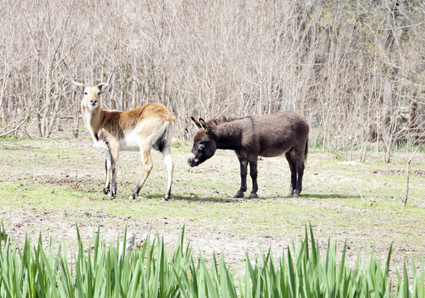Impala Antilope und Esel stehen auf einem Feld - Foto, Bild