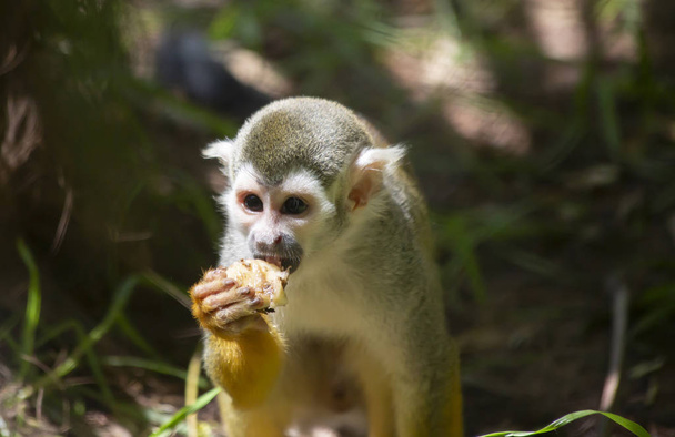 Gros plan d'un singe écureuil mangeant une collation aux fruits
 - Photo, image
