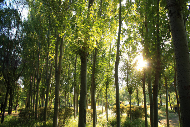 Утренний солнечный свет падает на лес
 - Фото, изображение