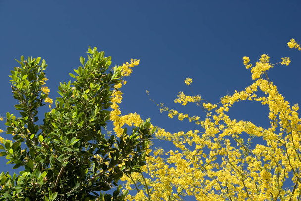 Keltainen Palo Verde ja Evegreen Ficus Tree Pristine Spring Blue Sky
. - Valokuva, kuva