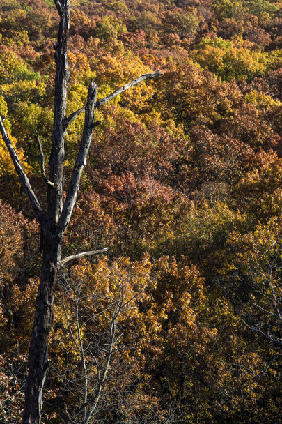 Kaunis syksyn värit Indiana dyynit State Park, Indiana
. - Valokuva, kuva