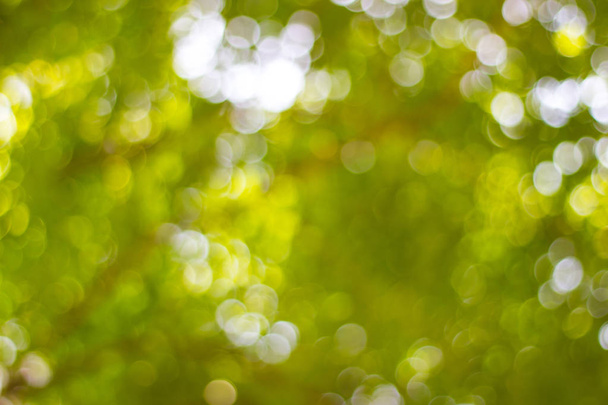 абстрактное размытие природы с бохе света сквозь деревья в качестве фонового изображения
 - Фото, изображение