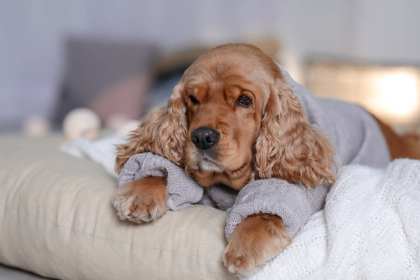 Cute Cocker Spaniel dog in knitted sweater lying on pillow at home. Warm and cozy winter - Foto, afbeelding