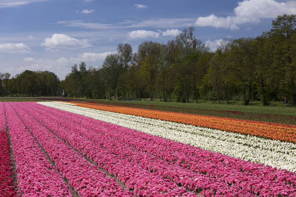Plantación de tulipanes en los Países Bajos en primavera - imagen adecuada para tarjeta postal o guía
. - Foto, Imagen
