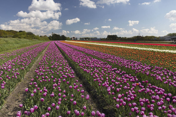 春のポストカードやガイドブックに適した画像のオランダでチューリップ農園. - 写真・画像
