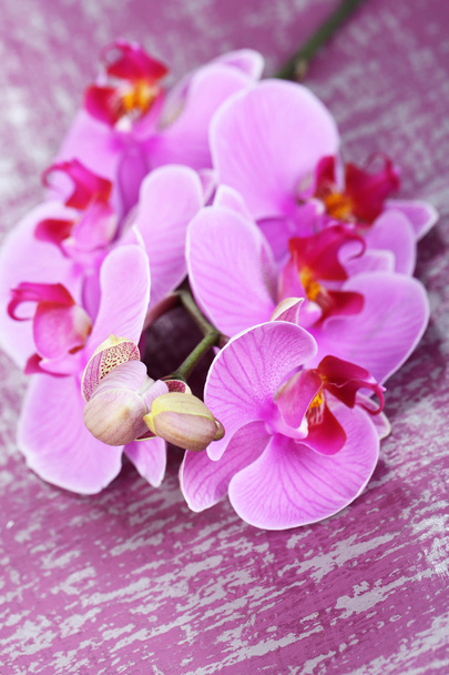 Gentle beautiful orchid on wooden table close-up - Foto, afbeelding