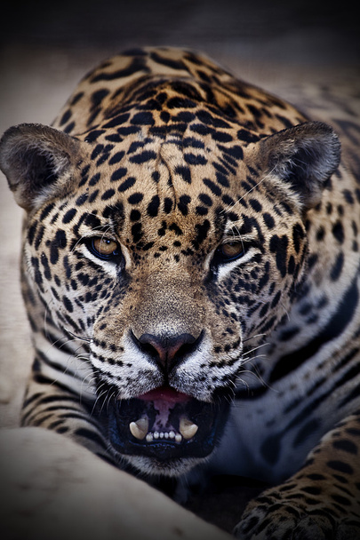 портрет леопарда - Фото, изображение