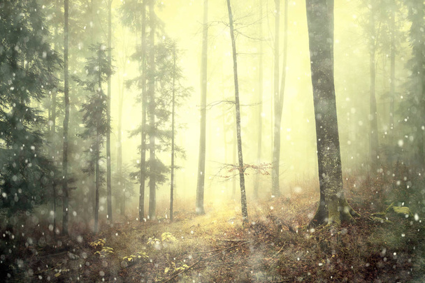 Magical autumn colored foggy forest fairytale with rainfall. Color filter effect used. - Photo, Image