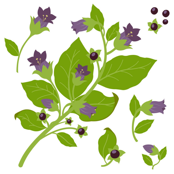 Vector Illustration of a belladonna plant on white background. - Вектор, зображення