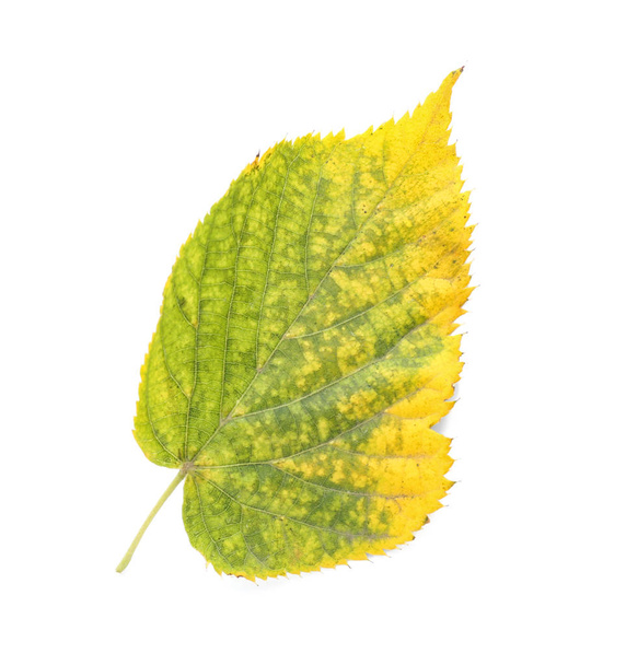 Колір осіннього листя на білому тлі
 - Фото, зображення