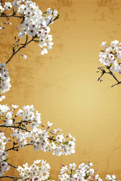 Sakura with nice background - Photo, Image