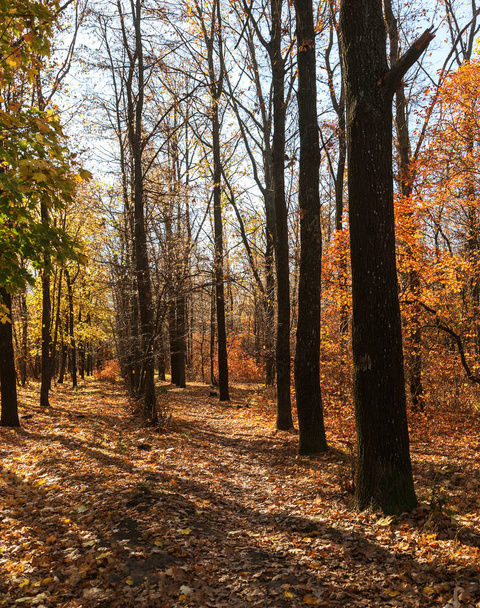 黄金色の葉とシーンにつながる歩道を照らす暖かい光の光線を秋の森。カラフルな森の壮大な秋の風景。自然の美の概念。秋のカレンダー - 写真・画像