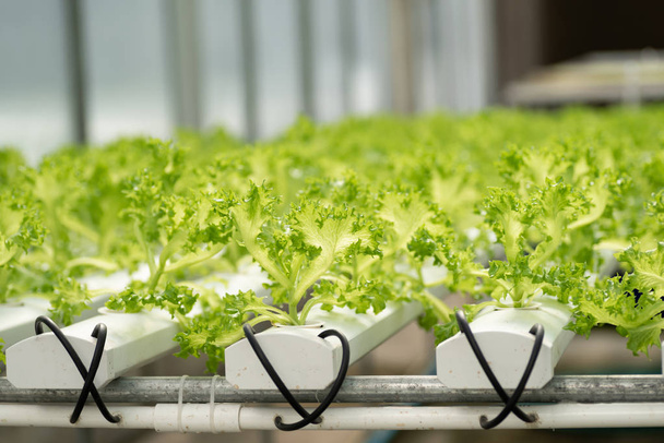 frische Salatpflanze, die im hydroponischen System wächst, Gemüsefarm - Foto, Bild