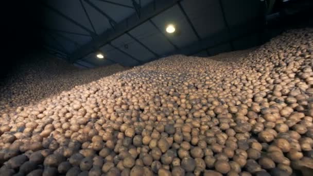 Big potato storage, bottom view. Piles of potatoes in a warehouse. - Video