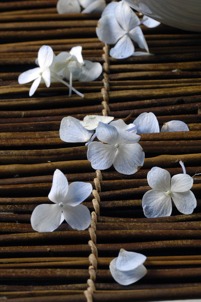hydrangea petals - Photo, image