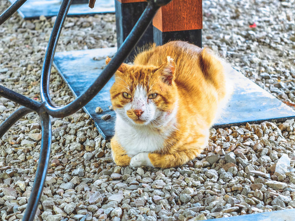 Solitário e triste gato vermelho vadio sujo com descanso sob a mesa
 - Foto, Imagem