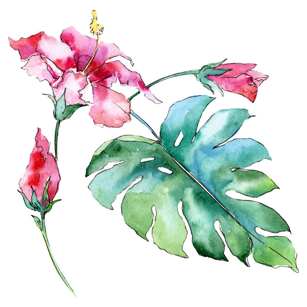Ροζ πράσινο τροπικό λουλούδι. Πράσινο φύλλο. Φύλλο φυτού Βοτανικός Κήπος floral φύλλωμα. Απομονωμένο τροπικό λουλούδι στοιχείο - Φωτογραφία, εικόνα