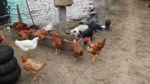 Hens eat in poultry yard. Domestic birds. Poultry feeding on farm. Hens and rooster on farm - Footage, Video
