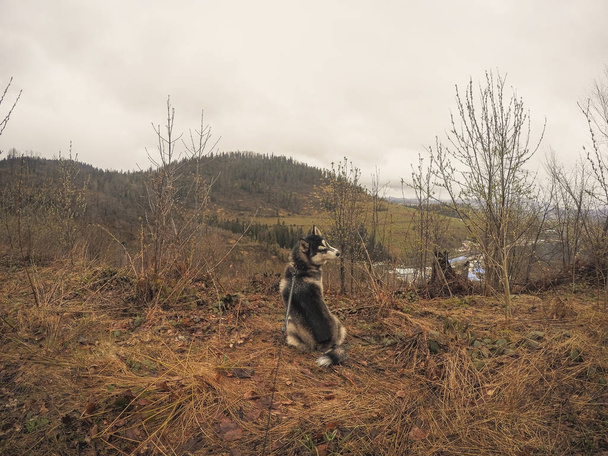 Той собачих упряжках подорожує і грає в лісі, в долинах, на вершині гори. Українських Карпат. Осінь настає. Маленьке цуценя - Фото, зображення