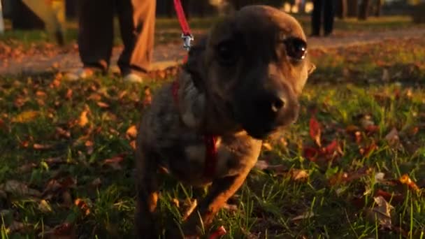 Cão de gengibre andando no parque da cidade com seu mestre à noite
 - Filmagem, Vídeo