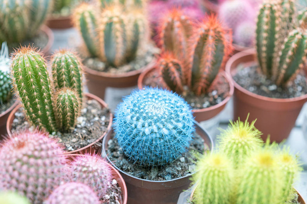 Piccoli cactus multicolori in vaso
. - Foto, immagini