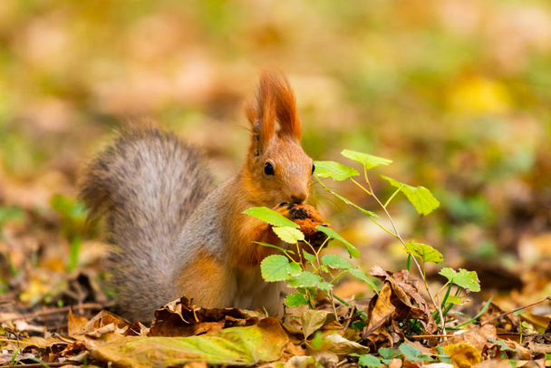 Orava syyspuiston metsässä. Orava pähkinöillä syksyllä metsäpuistossa kohtaus. Syksyn oravan muotokuva. Orava syksyllä puistossa näkymä - Valokuva, kuva