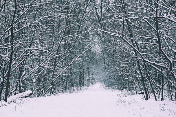 Winter forest with path - Foto, imagen