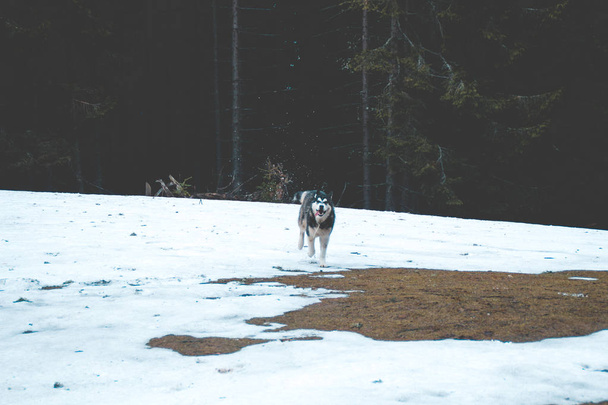 Husky psa cestuje a hraje v lese, v údolí, na vrcholu hory. Ukrajinské Karpaty. Podzim se blíží. Malé štěňátko - Fotografie, Obrázek