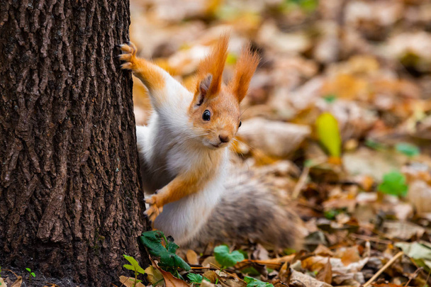 Ένας άγριος σκίουρος που συλλαμβάνεται σε μια κρύα ηλιόλουστη ημέρα του φθινοπώρου, αστείο χαριτωμένο σκίουρος είναι στο δέντρο το φθινόπωρο πάρκο. Πολύχρωμη φύση, φθινοπωρινή εποχή. - Φωτογραφία, εικόνα