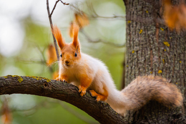 Un écureuil sauvage capturé par un jour d'automne froid et ensoleillé, drôle d'écureuil mignon est sur l'arbre dans le parc d'automne. Nature colorée, concept de saison d'automne. - Photo, image