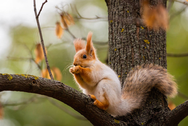 A wild squirrel captured in a cold sunny autumn day, funny cute squirrel is on the tree in autumn park. Colorful nature, fall season concept. - Photo, Image