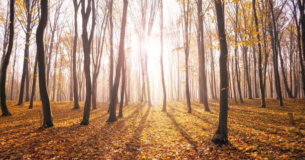 Ködös, napsütéses reggel őszi erdőben. Mesebeli erdő napfény és árnyék  - Fotó, kép
