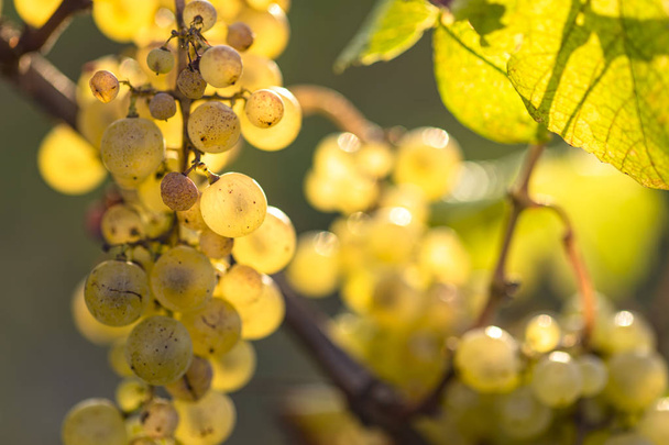Gráfico de raisin blanc en automne dans un vignoble francais pres de Bordeaux en Gironde. - Foto, Imagen