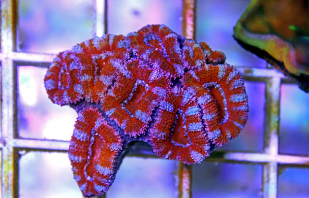 Acanthastrea lordhowensis LPS coral - Photo, Image
