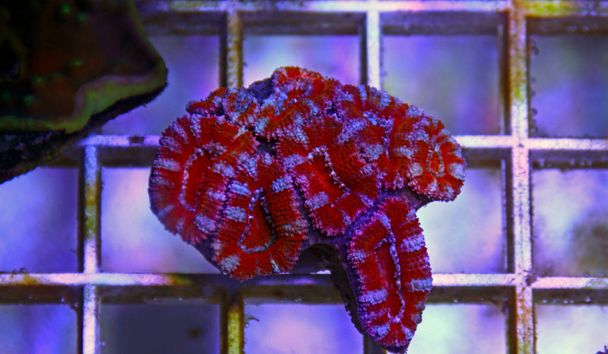 Acanthastrea lordhowensis LPS coral - Photo, Image