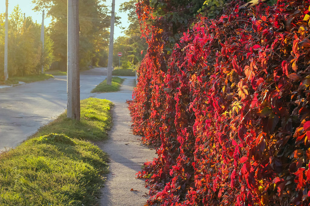 Sonbahar yangın. Kırmızı günbatımı ışık yabani üzüm yaprakları - Fotoğraf, Görsel
