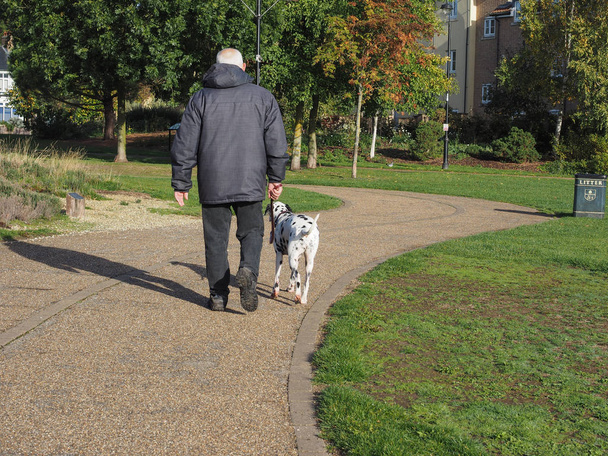ELY, UK - CIRCA OCTOBER 2018: Man walking Dalmatian dog in public park - Fotó, kép