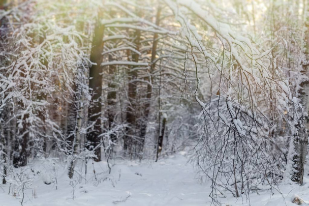 snow close-up in a snowy forest - Fotoğraf, Görsel