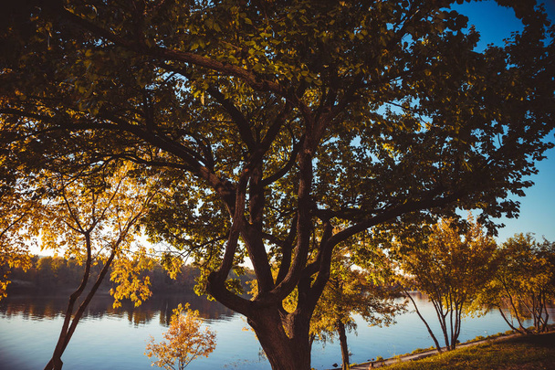 Красивое дерево с желтыми и зелеными листьями на голубом фоне неба в осенний солнечный день - Фото, изображение