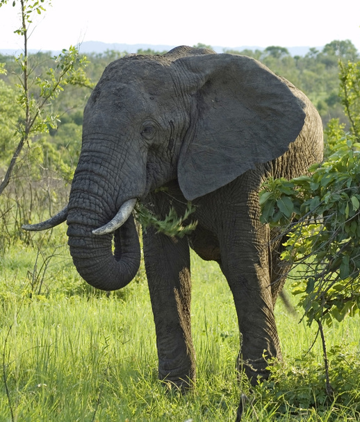 Elefante africano
 - Foto, Imagem