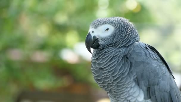 Red-tailed monogamous African Congo Grey Parrot. Companion Jaco is popular avian pet native to equatorial region. - Footage, Video