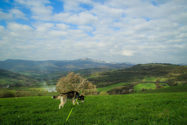 Husky hond in de bergen. Reizende Husky Oekraïense Karpaten. Uitzicht vanaf de top van de berg - Foto, afbeelding